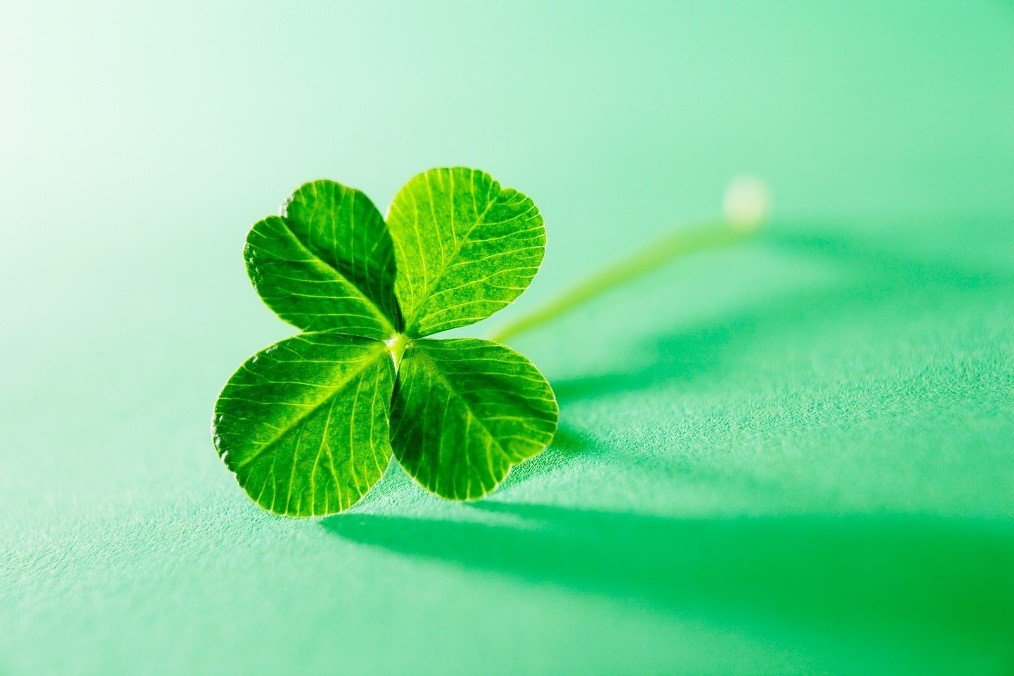 Close-up of a three-leaf shamrock against a bright green background, evoking luck and nature